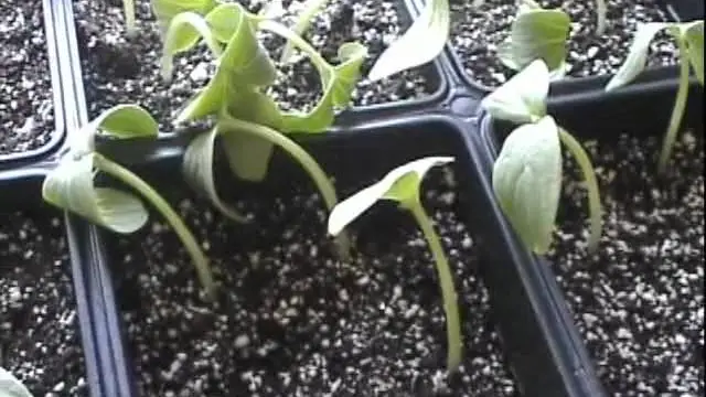 What Do Cucumber Plants Look Like When They First Sprout
