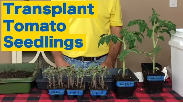 When To Move Tomato Seedlings To Bigger Pot