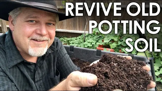 What To Do With Old Tomato Soil