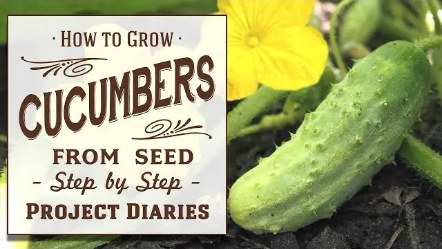 How Long Does It Take Cucumber Seeds To Sprout