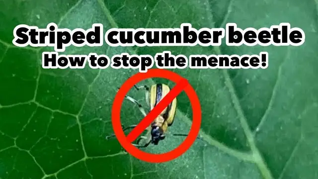 How To Get Rid Of Cucumber Beetle Naturally