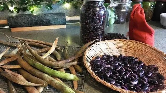How To Dry Green Beans For Seed