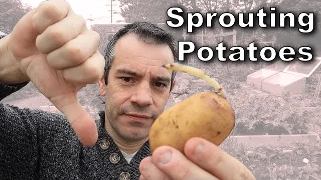How To Cut Seed Potatoes For Planting