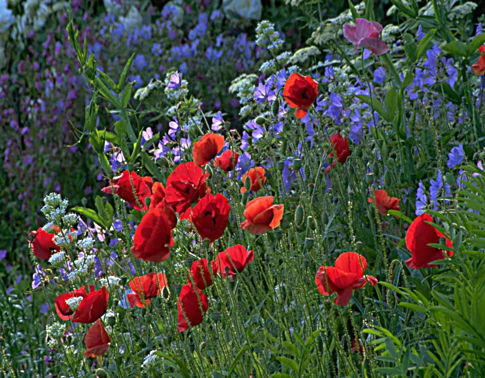 How To Grow Poppies From Seed Indoors