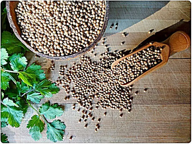 What Does Coriander Seed Taste Like