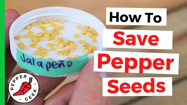 How Long Does It Take To Grow Peppers From Seed