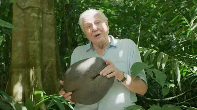 What Is The Biggest Seed In The World